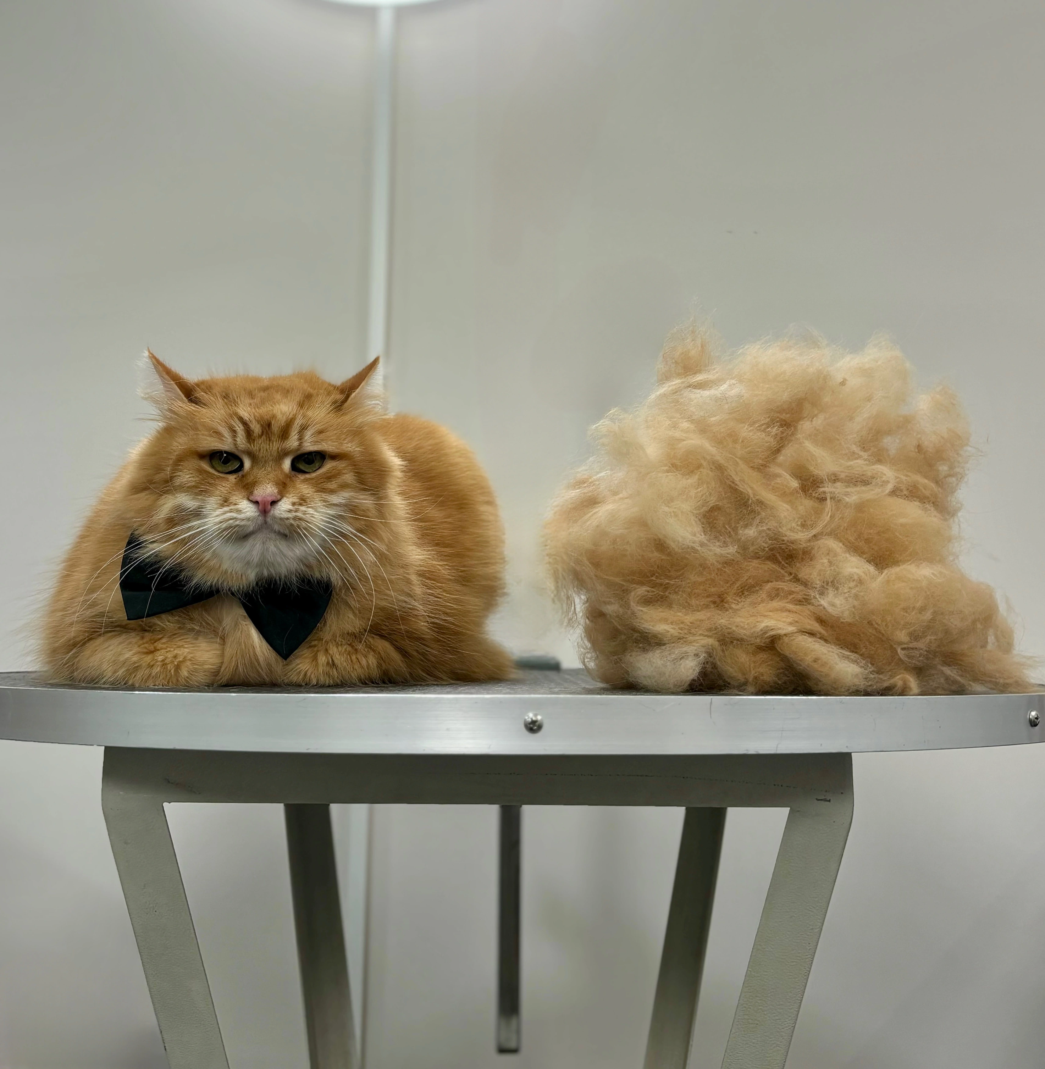 грумінг кота